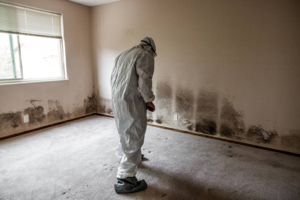 Home Mold Removal in Skyline View, PA
